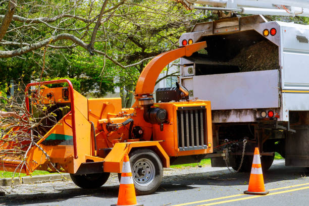 Best Root Management and Removal  in Liverpool, NY